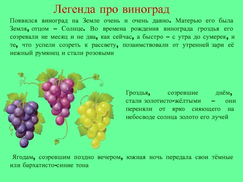 Сведения о винограде. Презентация про виноград для детей. Интересные факты о винограде для детей. Сообщение о винограде.