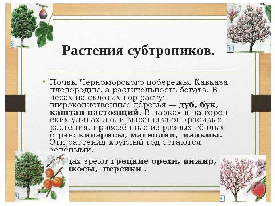 Растительный мир субтропиков России. Растения субтропиков. Растения Черноморского побережья. Растения Черноморского побережья Кавказа. Растения характерные для субтропических лесов