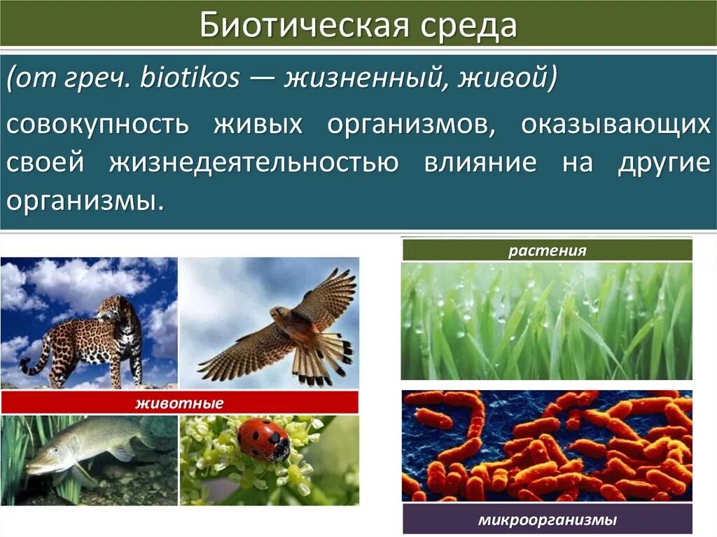 Биотические факторы среды обитания. Биотические факторы среды среды. Биотические факторы в организменной среде. Биотические факторы среды 5 класс биология. Воздействие живых организмов на среду обитания