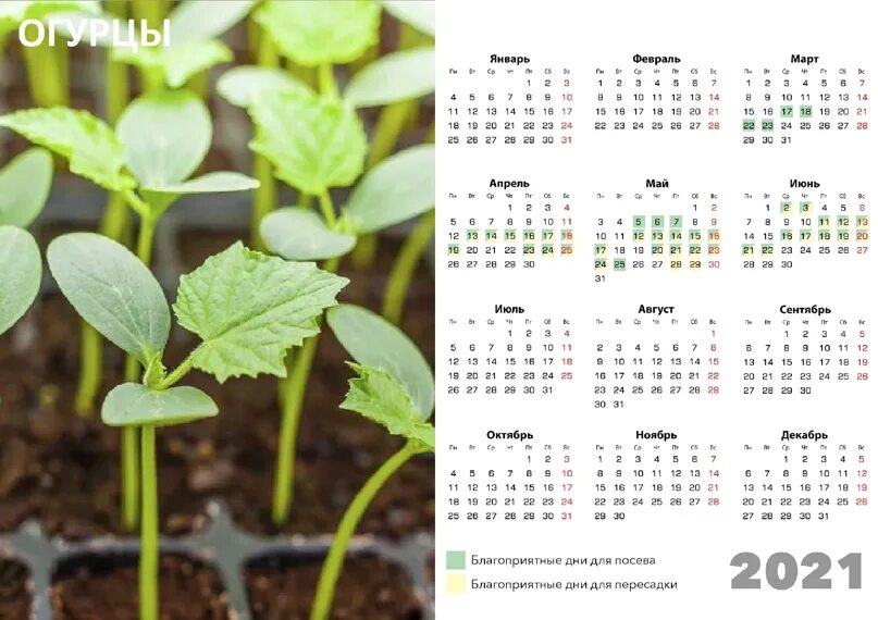 В какой дни недели сажать. Календарь посадок. Календарь посадки растений. Цветы на рассаду в феврале. Календарь посева семян на 2021 год.