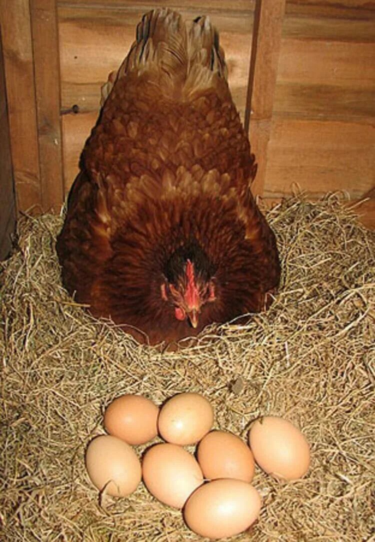К чему снятся куру и яйца. Курица с яйцами. Курочка с яйцами.