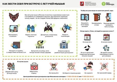 Что делать при встрече