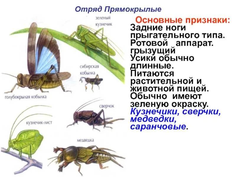 Сколько крыльев у прямокрылых. Прямокрылые представители таблица. прямокрылые ротовые органы. прямокрылые насекомые представители. представители отряда прямокрылых насекомых.