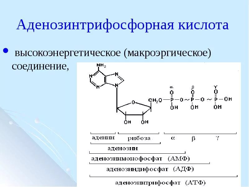 Атф и другие. Макроэргические соединения АТФ. Макроэргические соединения строение. Формула аденозинтрифосфорной кислоты. Аденозинтрифосфорная кислота формула.