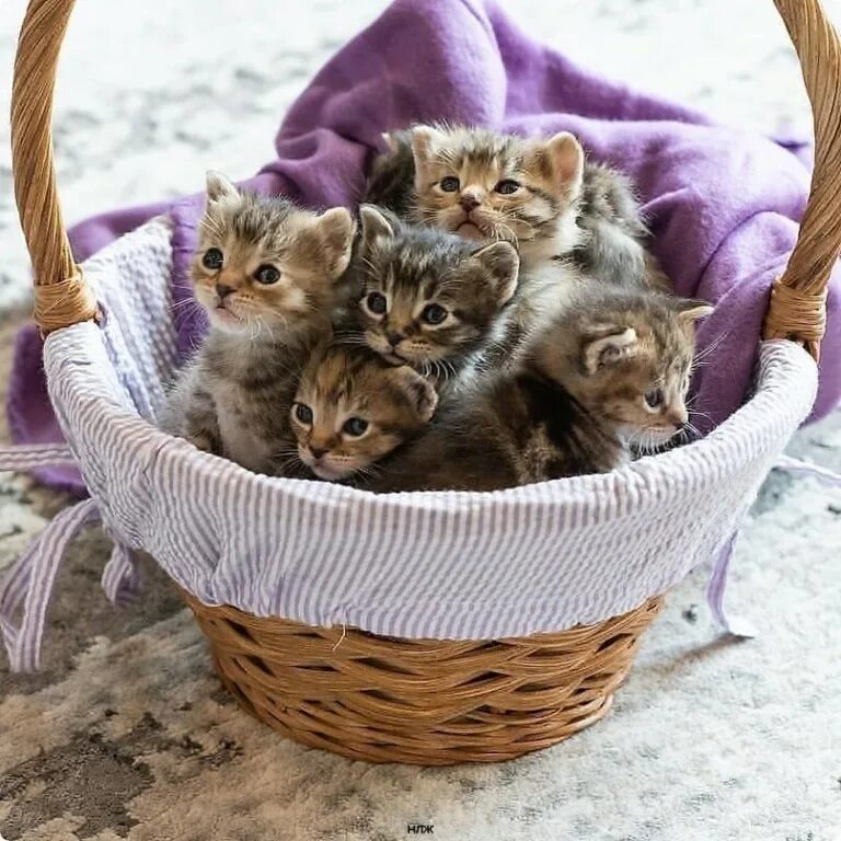 доклад на тему мое любимое животное кошка. родилось пять котят. новорожденные котята. много котят. вислоухие котята мейн куна.