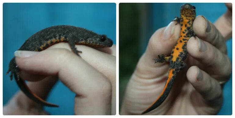 Тритон или саламандра. Тритон ящерица. Чем различается ящерица и тритон. Тритон змея. Чем различается ящерица и тритон.