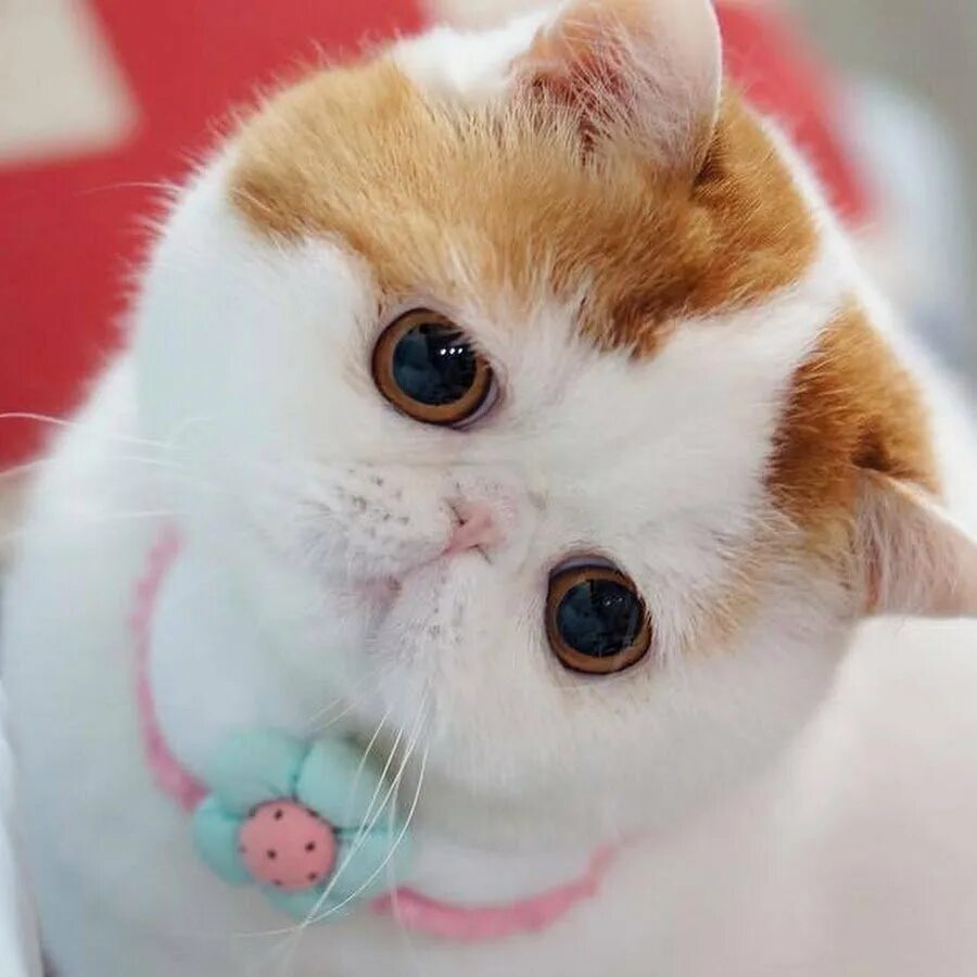 Японская кошка экзот. Экзот Снупи. Японский кот Снупи порода. Экзот короткошерстный Снупи.
