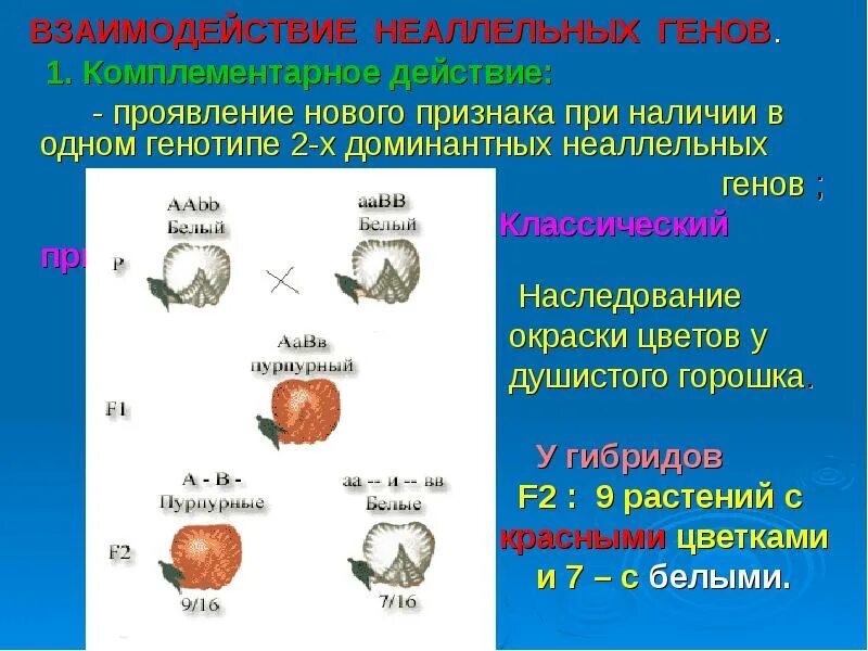 Взаимодействие генов презентация. Комплементарность и эпистаз. Комплементарность неаллельное взаимодействие. Типы наследования неаллельных генов. Комплементарность эпистаз Полимерия.