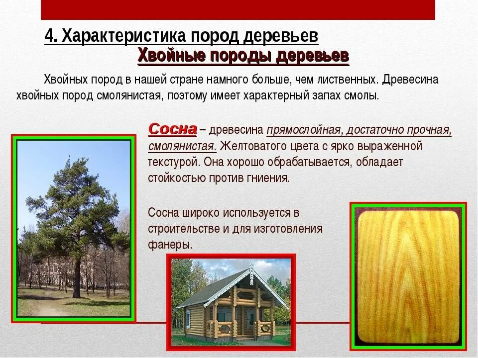 Деревья лес свойства деревьев