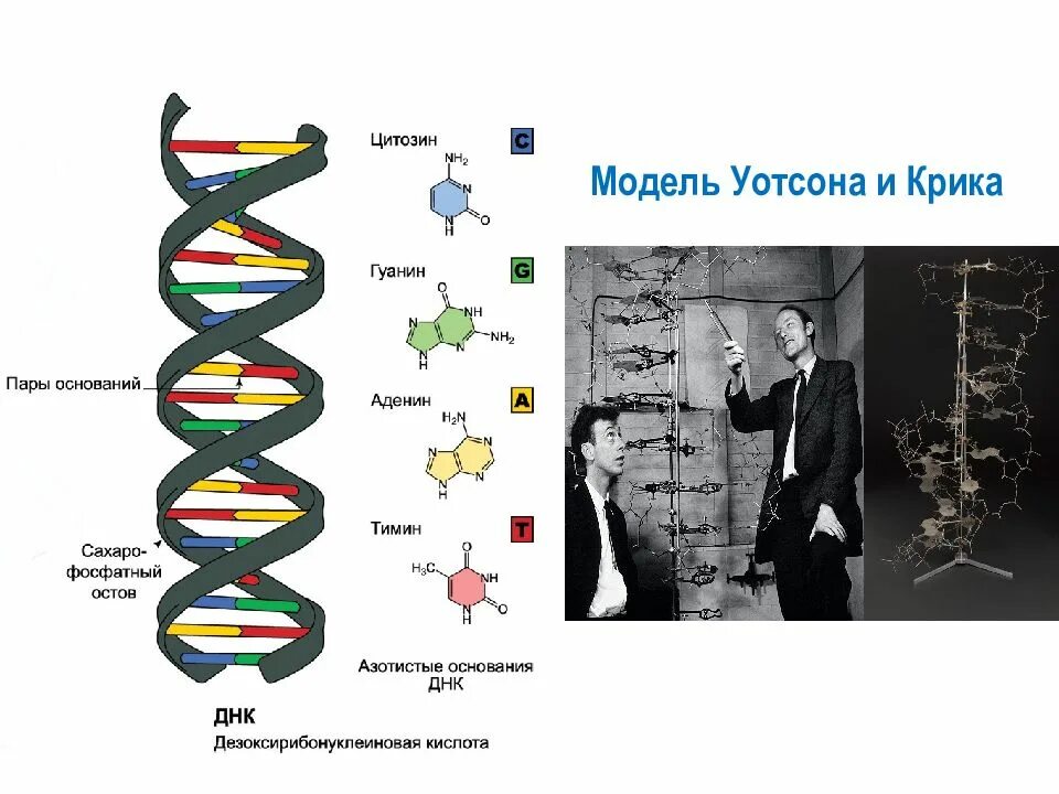 Модель ДНК Уотсона и крика. Структура ДНК Уотсон и крик. Модели двойной спирали ДНК крика и Уотсона. Строение ДНК модель Уотсона крика.