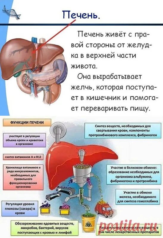 Как вылечить печень в домашних условиях. Функции печени в организме. Функции печени человека кратко.