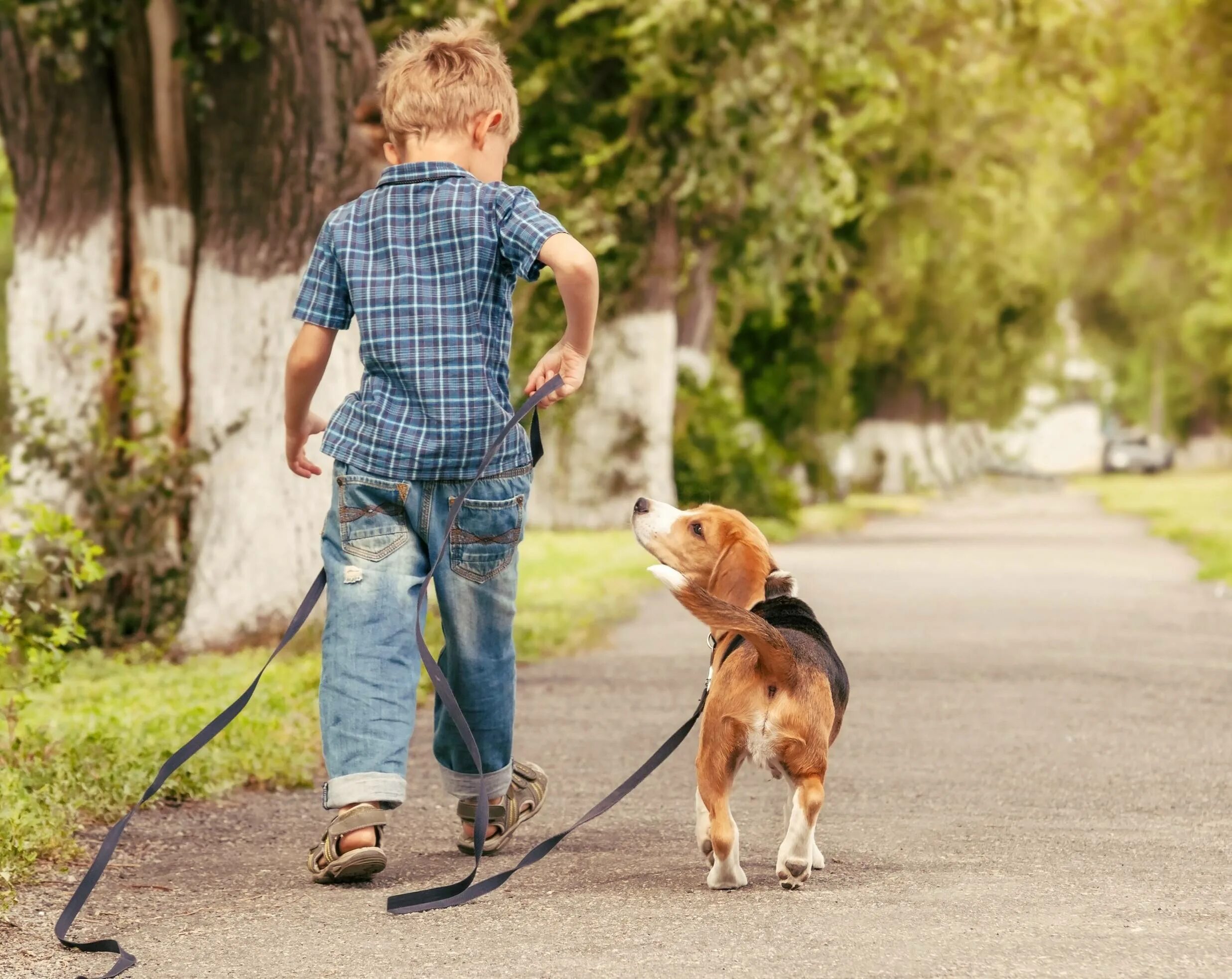 Гуляю басс. Прогулка с собакой. Гулять с собакой. Собака для детей. Прогулка с питомцем.