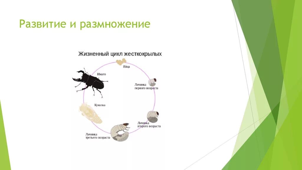 Какое развитие у жуков. Жизненный цикл жесткокрылых Жуков. Цикл развития жесткокрылых. Жизненный цикл майского жука схема. Жизненный цикл насекомых схема.