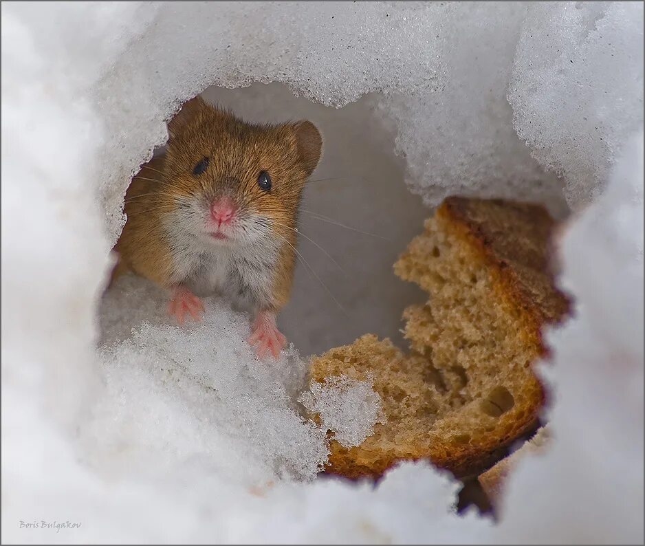 мышь в снегу. снежная полевка. полевка мышь зимняя. домовая мышь. полёвка зимует.