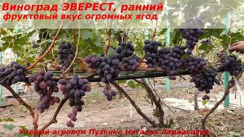 Виноград пузенко