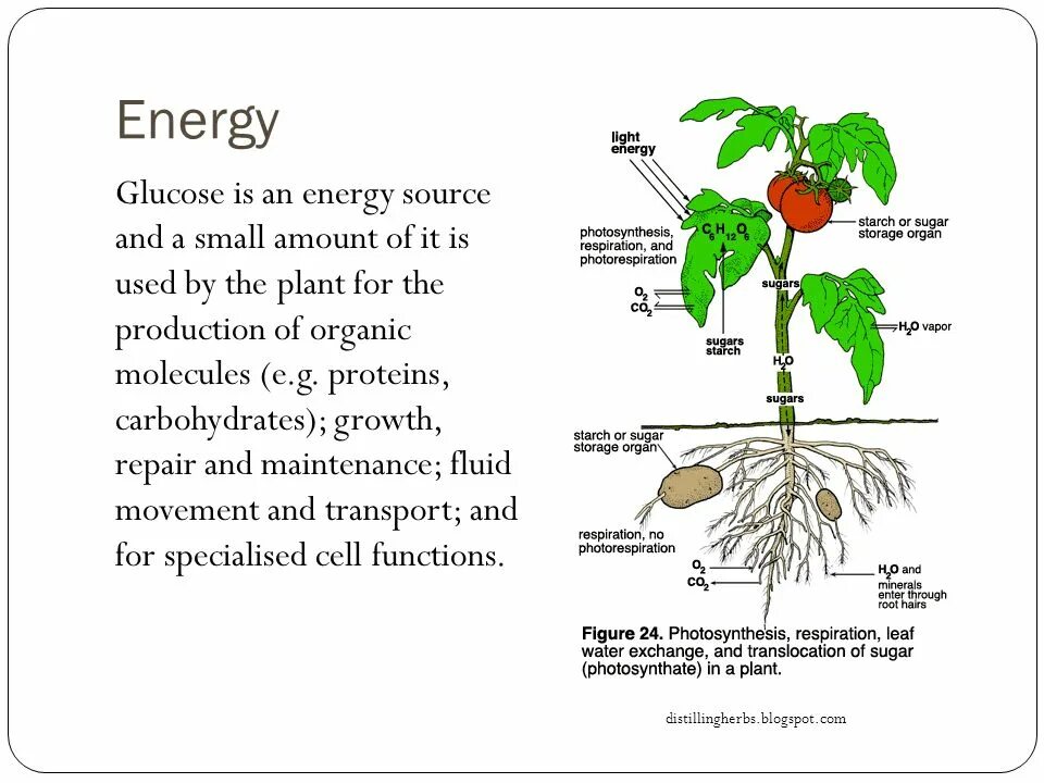 Primary part. Parts of the plants functions. parts of a plant. photosynthesis organ of plants. primary and secondary metabolite.