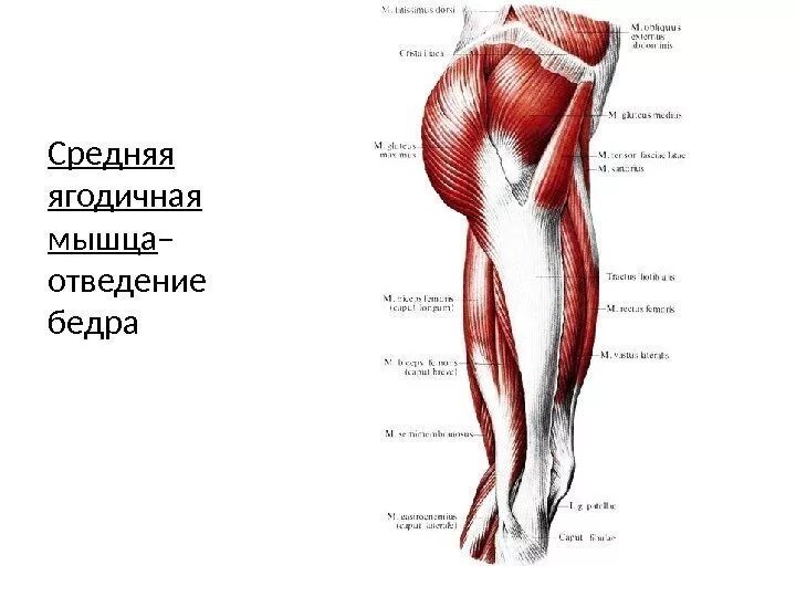 Ягодицы где находится у человека. Строение ягодичной мышцы человека. ягодичные мышцы анатомия строение. анатомия ягодичных мышц человека. малая ягодичная мышца бедра анатомия.