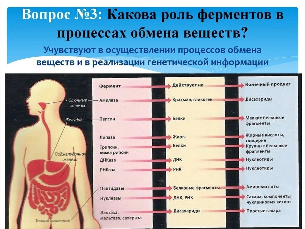 Пищеварение ферменты и их роль в пищеварении. Роль ферментов в процессах метаболизма. Фермент расщепляющий алкоголь. Роль ферментов в обмене веществ. Работа пищеварительных ферментов