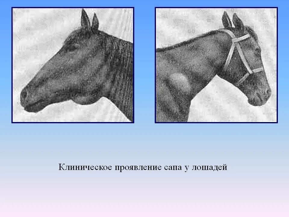 Сап лошадей. Подкожная маллеинизация лошадей.