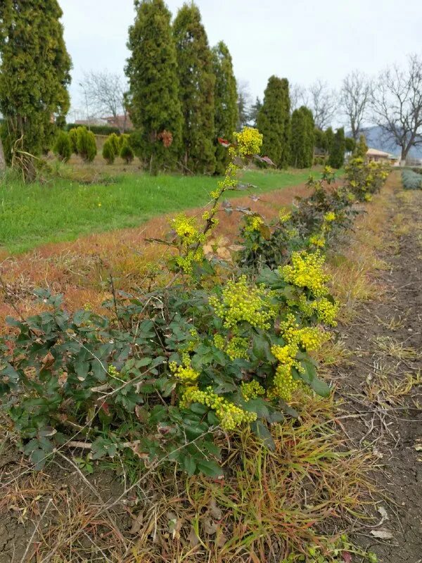 декоративные культуры пятигорск