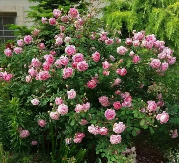Роза алан фото и описание отзывы Галерея Alan Titchmarsh (AUSjive, Huntington Rose) Энциклопедия роз