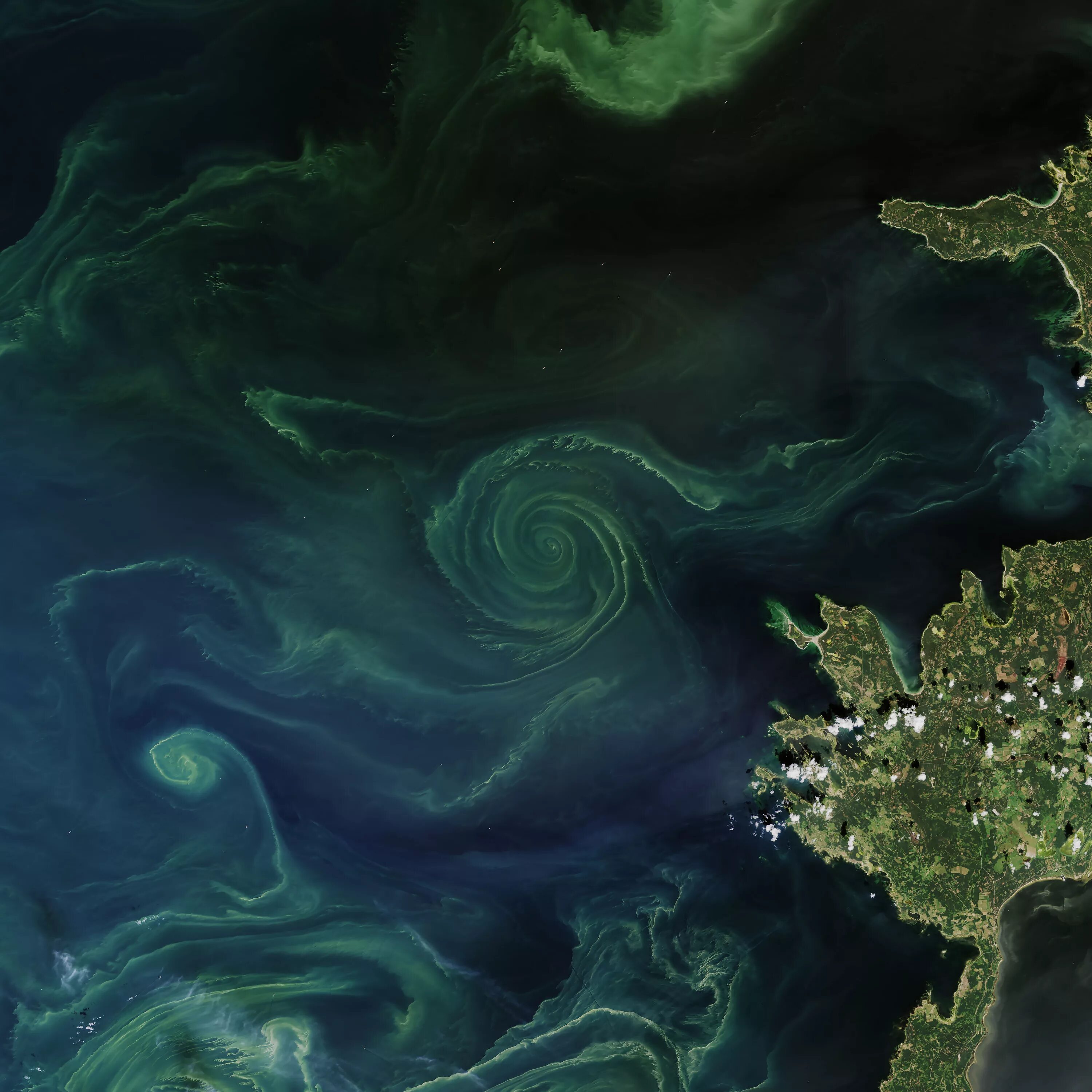 Цветение фитопланктона в море. Балтийское море планктоны. Фитопланктон Атлантического океана. Фитопланктон фото.