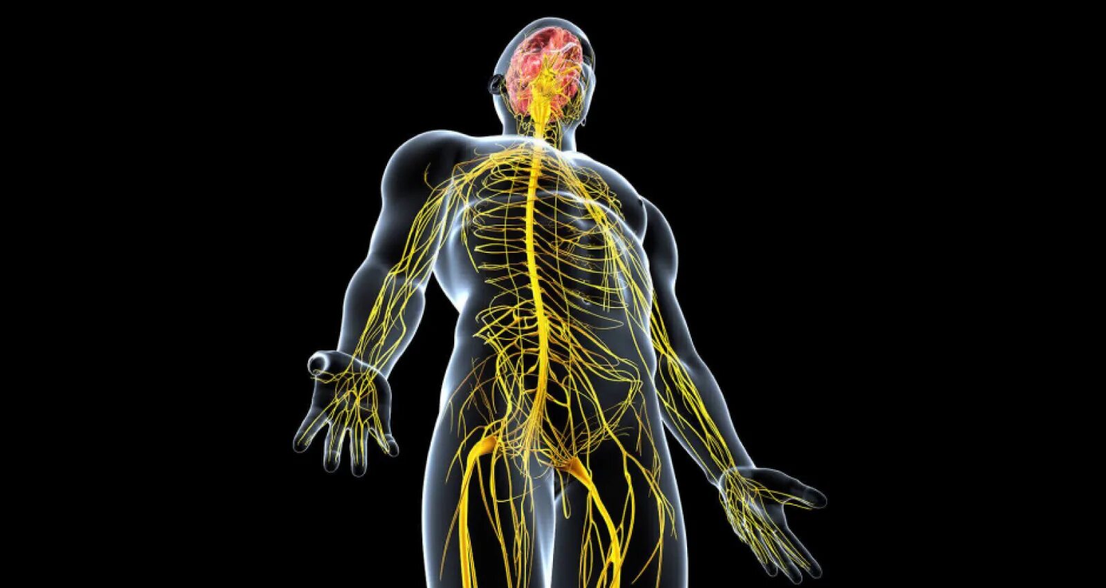 Нервы человека анатомия. Центральная нервная система. Мозг и нервная система человека. Организм человека нервная система. Диффузно разбросанная нервная система