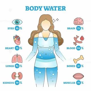 Вода в теле женщины