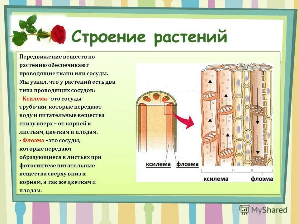 Строение проводящей ткани растений. Ксилема и флоэма древесина. Проводящая ткань ксилема и флоэма. Какие два типа проводящих тканей выделяют. Строение стебля ксилема и флоэма.
