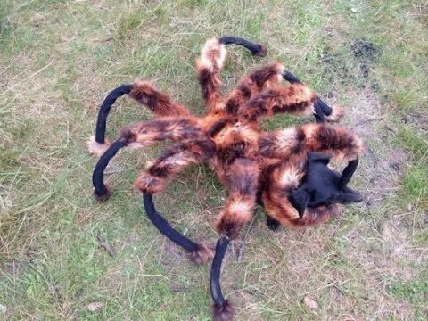 Самый древний паук: найдено 89 изображений