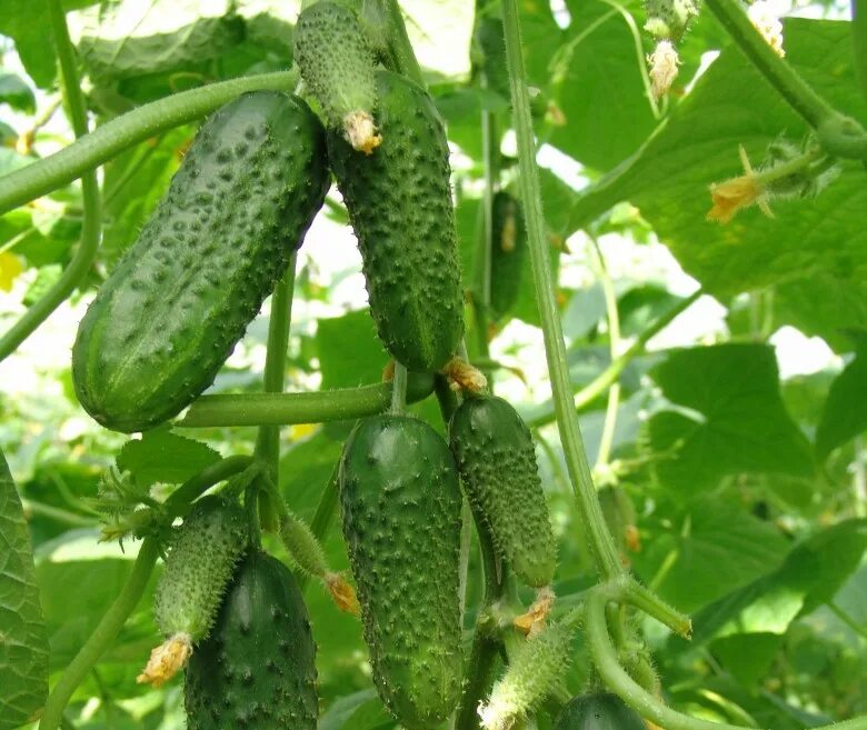 Бьерн f1 семена огурца партенокарпического (enza zaden / энза заден). Сорт огурцов синигур. Огурчики в теплице. Теплица с огурцами. Теплица с огурцами.