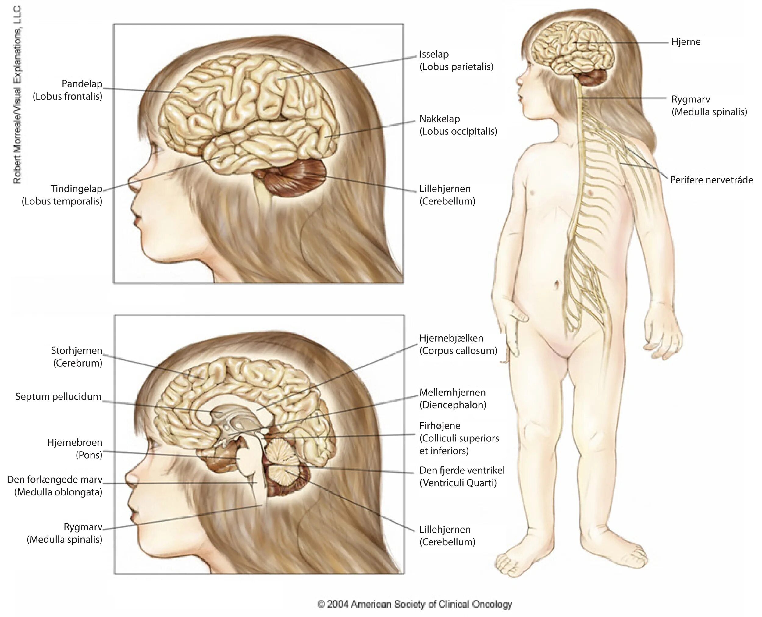 Нервная система ребенка. Головной мозг ребенка. Центральная нервная система ребенка. ЦНС головной мозг. Центральная нервная система новорожденного