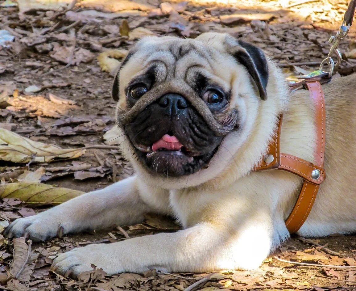 Мопс собака мопс. O d f j g c. Мопс щенок. Мопс. Сиамский мопс.