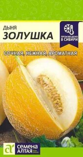Дыня золушка