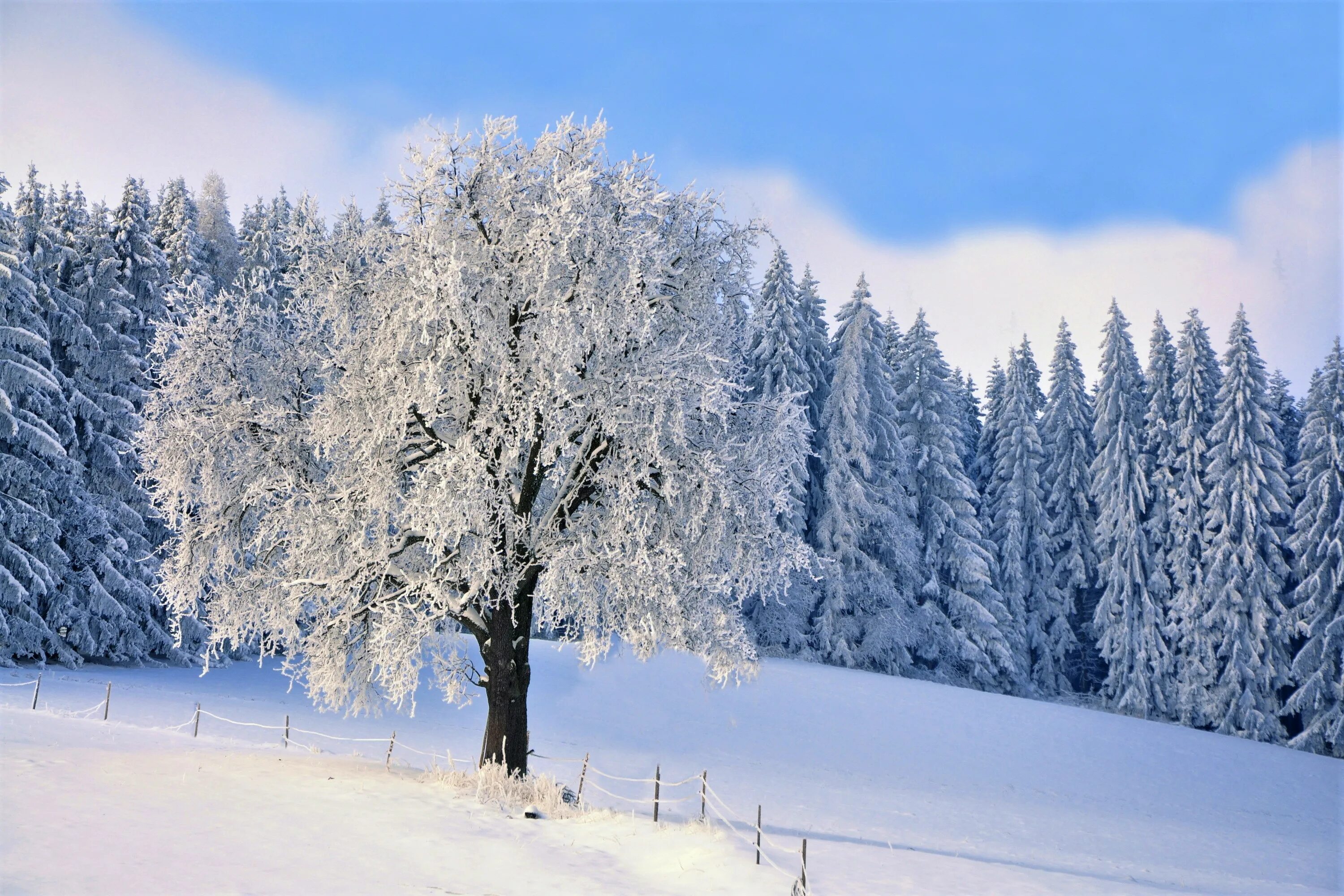 Снег лежит на елях. Зимний лес. Деревья в снегу. Зимнее дерево. Зима снег.