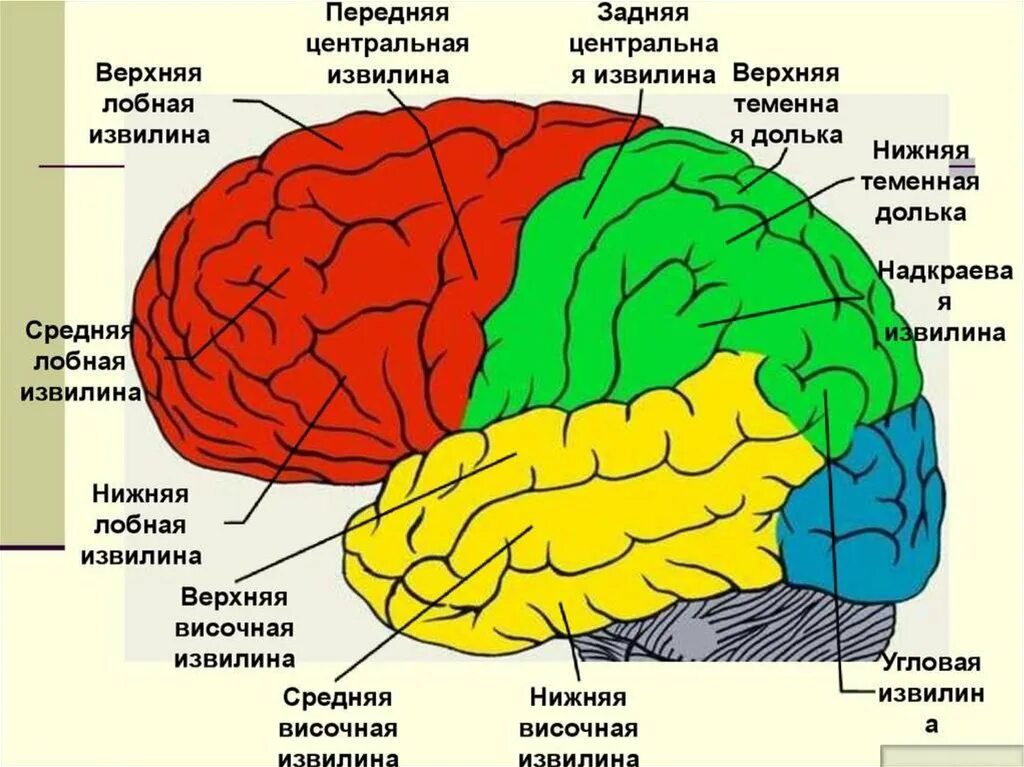 В лобной доле расположен центр. Строение полушарий головного мозга доли борозды извилины. Строение головного мозга доли борозды извилины. Задняя Центральная извилина теменной доли.