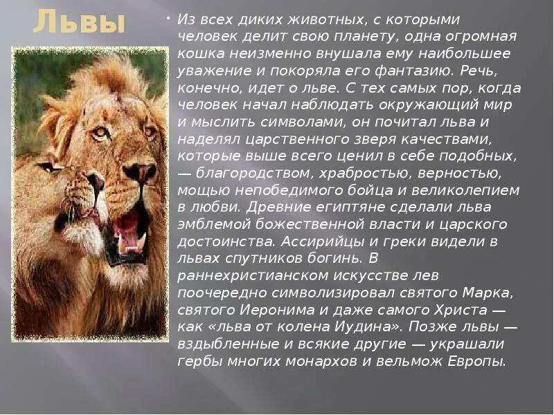 Лев интересные факты. Описание льва. доклад про льва. доклад про львов. лев описание животного.