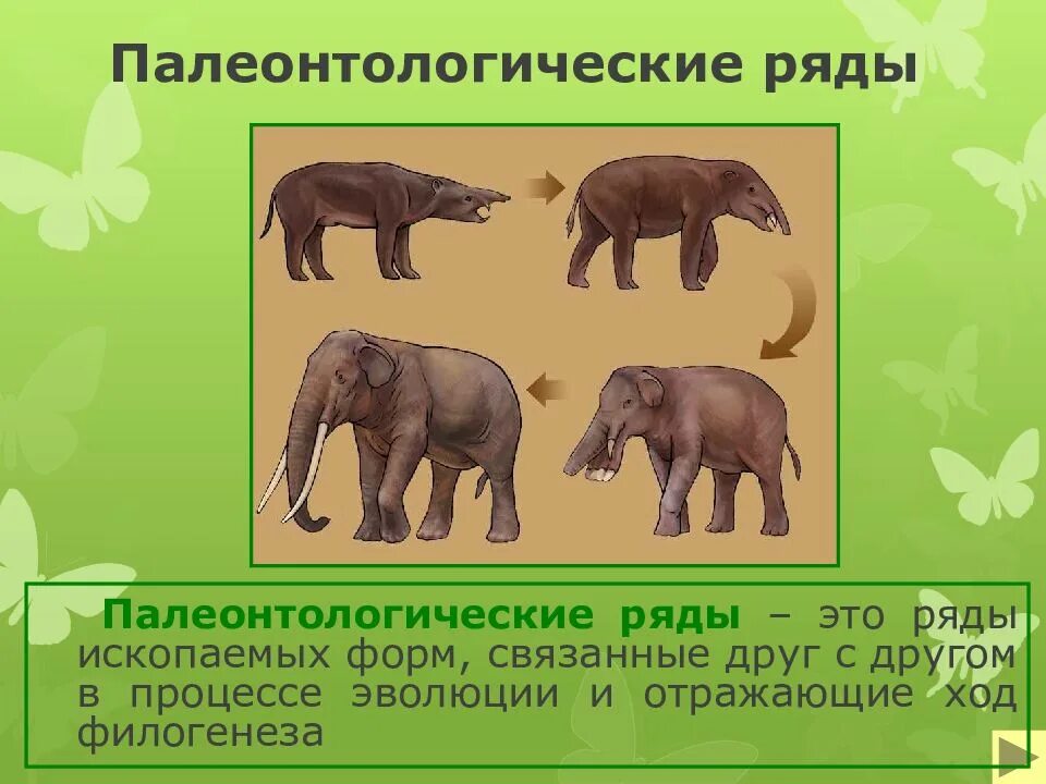 Эволюционные доказательства животных. Палеонтологический метод изучения эволюции. палеонтологические доказательства эволюции. палеонтологическая эволюция. палеонтологические доказательства.