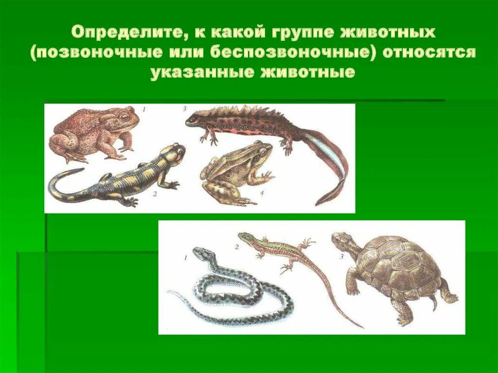 К группе беспозвоночных относится. Многообразие позвоночных животных. К беспозвоночным животным относятся. Позвоночные и беспозвоночные животные. Какие группы животных относятся к позвоночным.