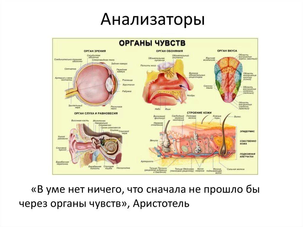 Органы чувств человека биология