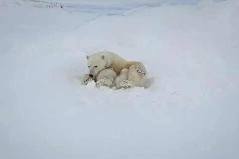 Арзамас медведи