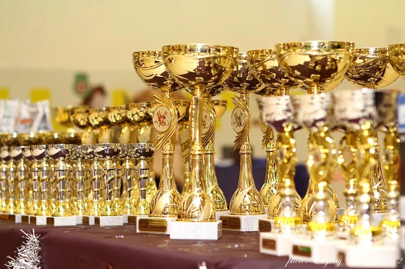 Нашедшая кубок собака была приглашена на банкет. Собака с наградами. Выставка кубков. Статуэтка собака. Пес пиклз нашел кубок.