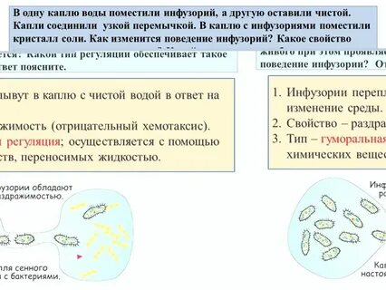 Экспериментатор решила установить влияние пребиотика