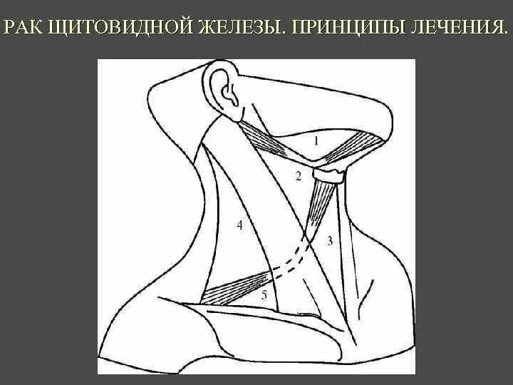 Содержимое шеи