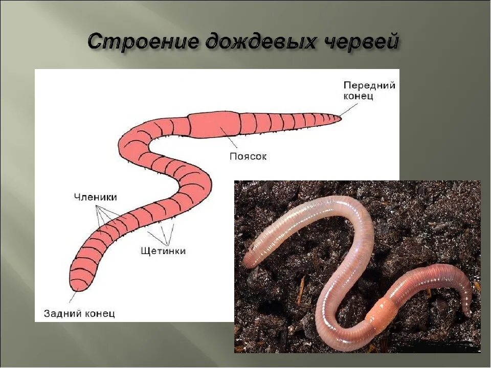 Из чего состоит червь. Внутреннее строение дождевого червя. Дождевой червь под микроскопом строение. Строение дождевых червей.