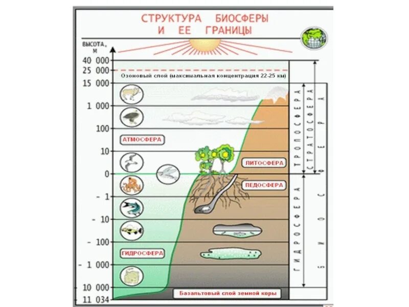 Границы биосферы 9 класс биология. Структура и границы биосферы схема. Структура биосферы вещество. Структура биосферы 6 класс. Значение биосферы для человека 6 класс география