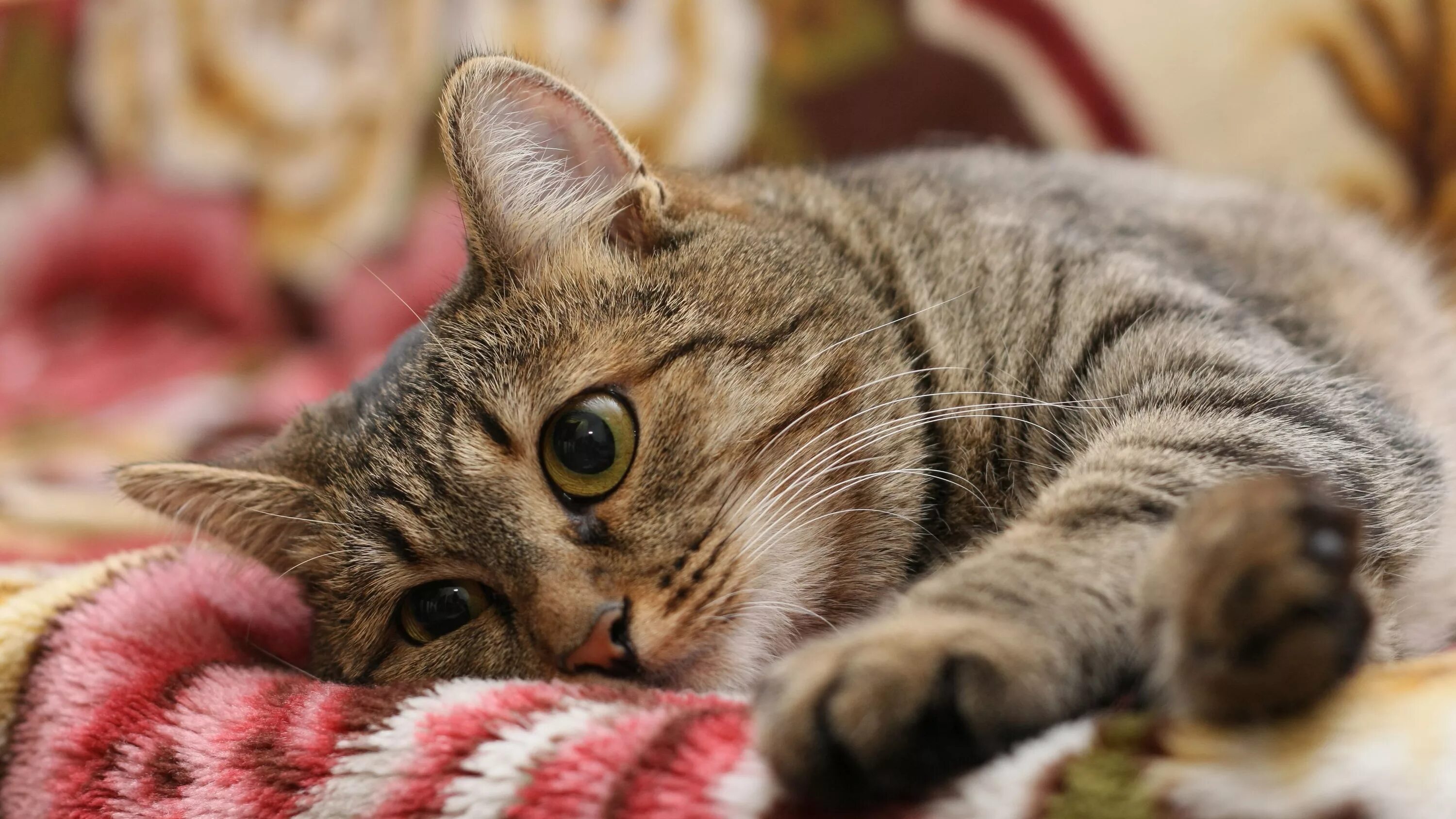 Европейская короткошерстная табби. Азиатская табби кошка. Полосатый кот. Красивые коты. Стол кошечка