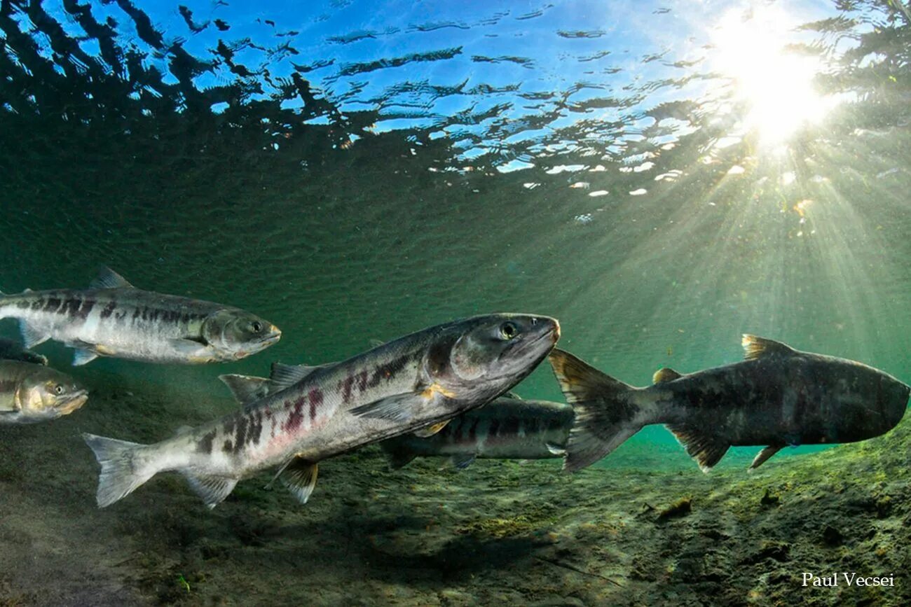 Красная рыба кета. Калуга сахалинская рыба. Keta go kr. Keta go kr. Keta go kr.