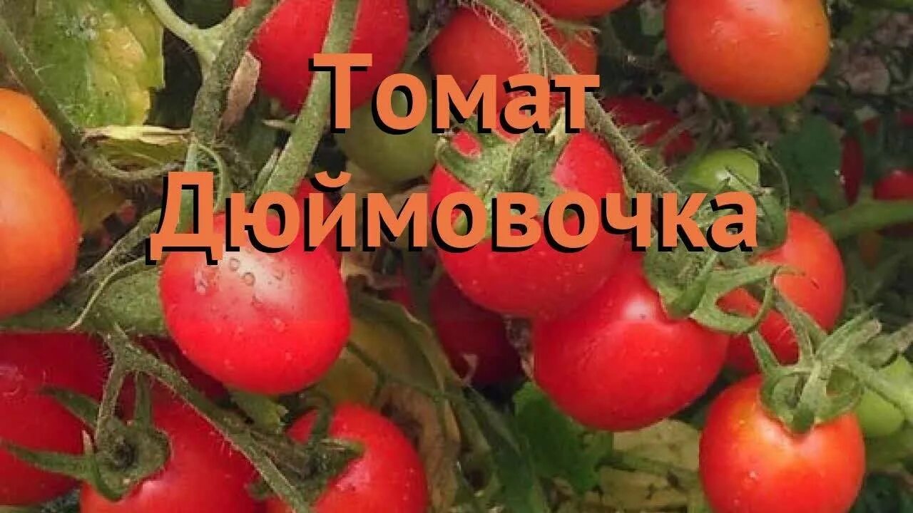 Томат Дюймовочка. Черри Дюймовочка. Семена помидоры Дюймовочка. Томат обыкновенный. Томат дюймовочка фото