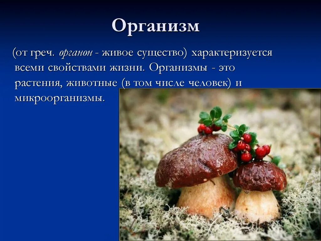 Организм определение. Живой организм это определение. Органинизмы определение. Организм определение биология.